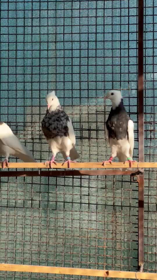 طوقی سرور سور زرین الماسی همه خالی عالی نسل دار|پرنده|کرمان, |دیوار