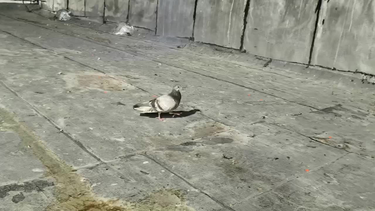 کاغذی تهرانی|پرنده|بندر ماهشهر, |دیوار