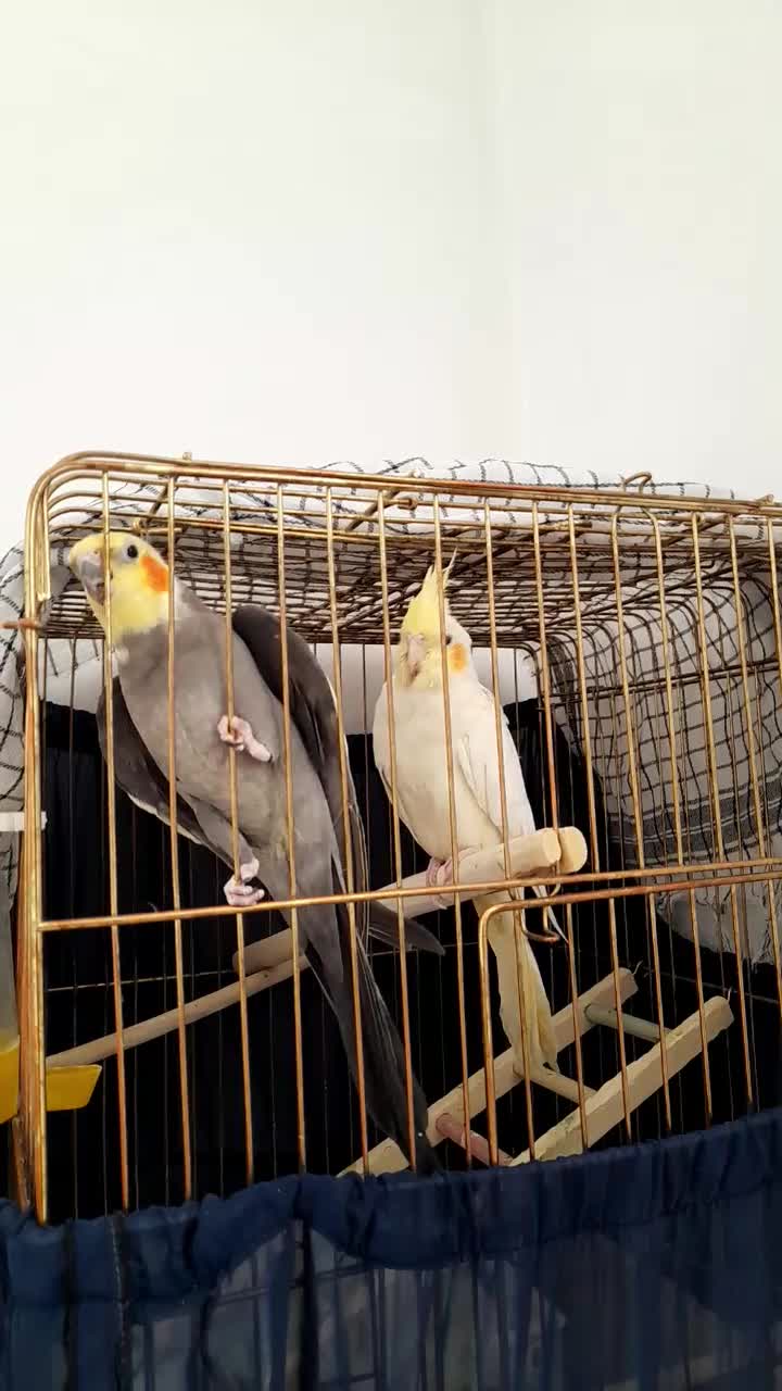 عروس هلندی|پرنده|کامیاران, |دیوار