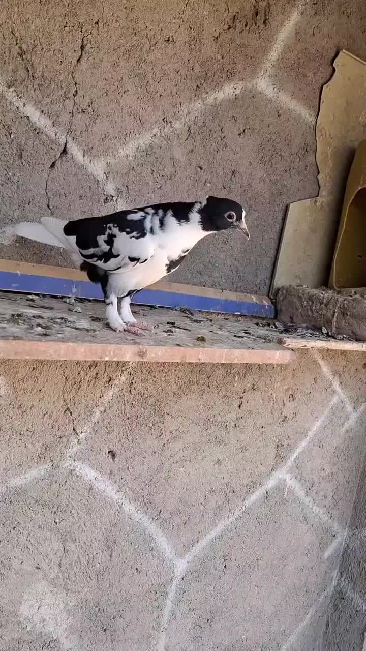 قره و ابلغ دمسفید کاکلی کرمونی|پرنده|زاوه, |دیوار