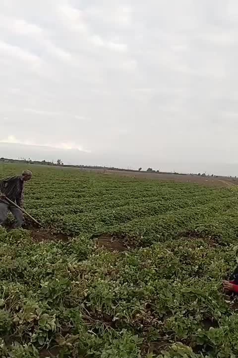 نی 20میلیون|عمده‌فروشی|خان ببین, |دیوار