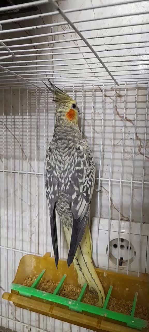 عروس دستی|پرنده|گلبهار, شهر جدید گلبهار|دیوار