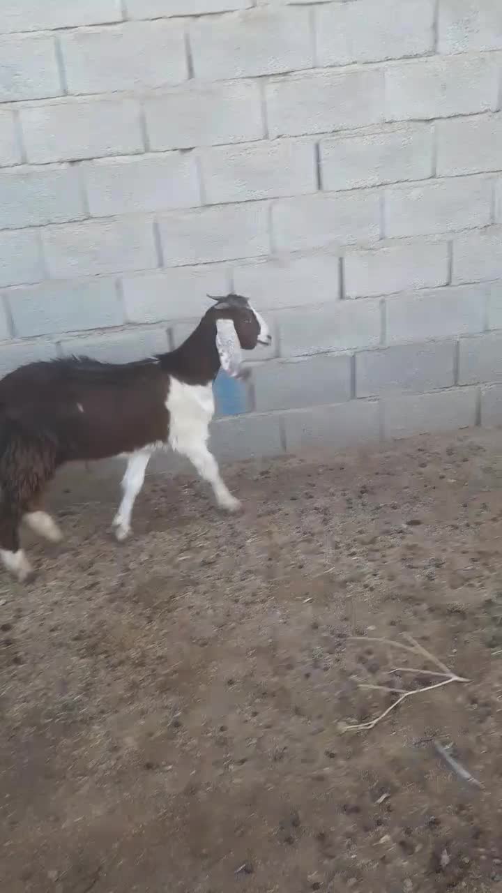 بزغاله ماده|حیوانات مزرعه|گنبد کاووس, |دیوار