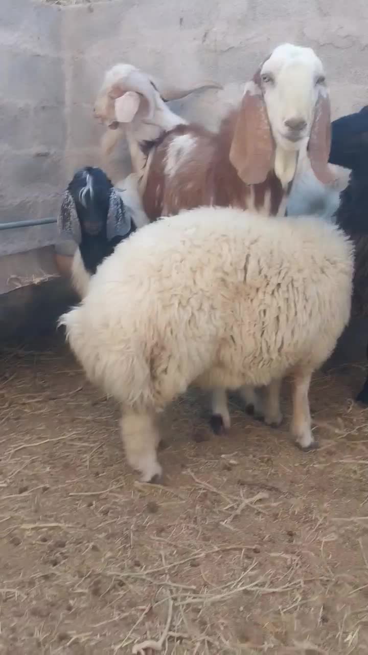 بره و کره چاق گوشتی (جگر و شاخی مجانی)|حیوانات مزرعه|رفسنجان, |دیوار