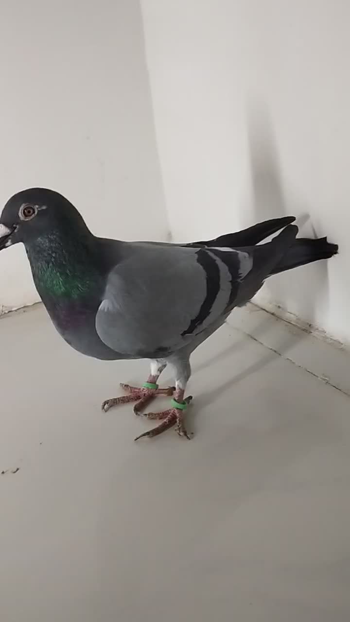 کبوتر المانی مسافتی|پرنده|مشهد, پنجتن|دیوار