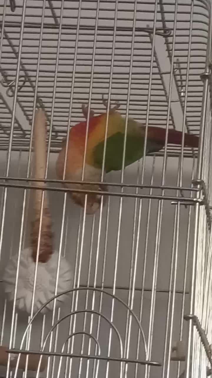 گرینچیک جفت آماده|پرنده|پاکدشت, پارچین|دیوار