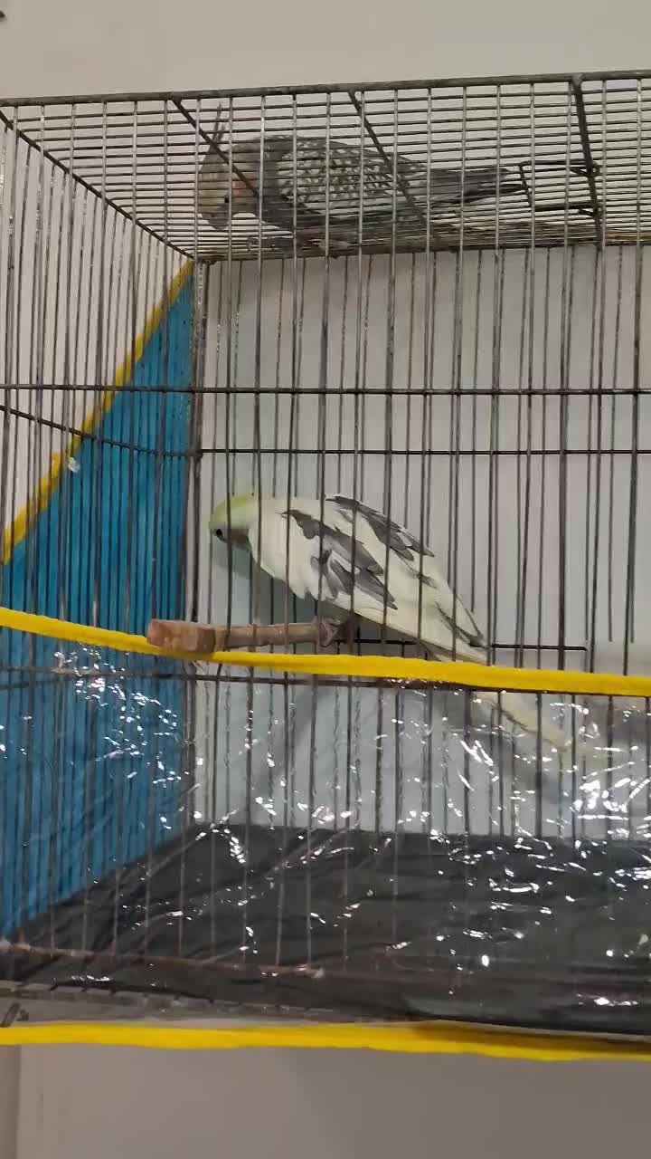 عروس هلندی نر و جوجه ش|پرنده|تربت‌حیدریه, رضاشهر|دیوار