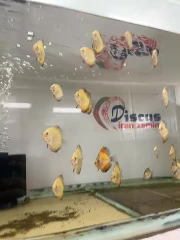 دیسکس ۱/۵ اینچ|ماهی|اصفهان, شمس آباد|دیوار