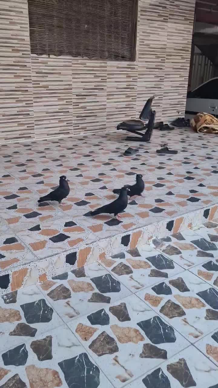 کبوتر زاغ|پرنده|کارون, |دیوار