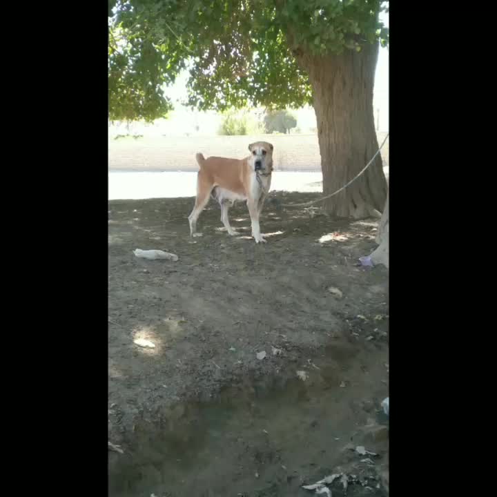 سگ ماده خراسانی درجه یک|سگ|ورامین, ورامین|دیوار