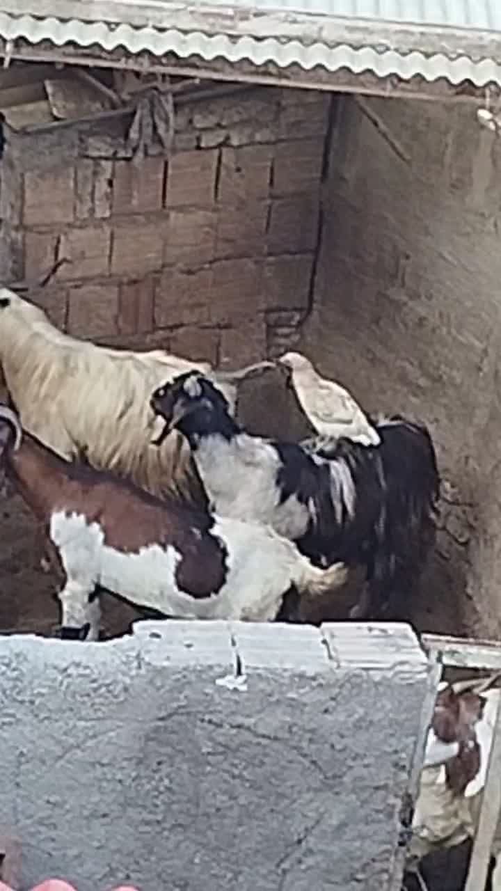 بز نر و ماده پاکستانی|حیوانات مزرعه|مزرعه کتول, |دیوار