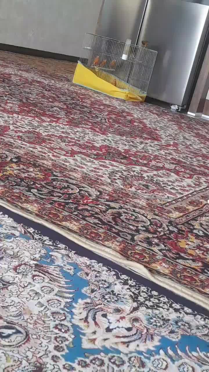 قناری|پرنده|اقلید, |دیوار