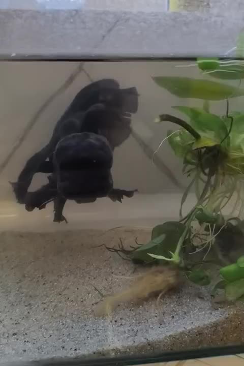 گلد فیش وارداتی|ماهی|تبریز, |دیوار