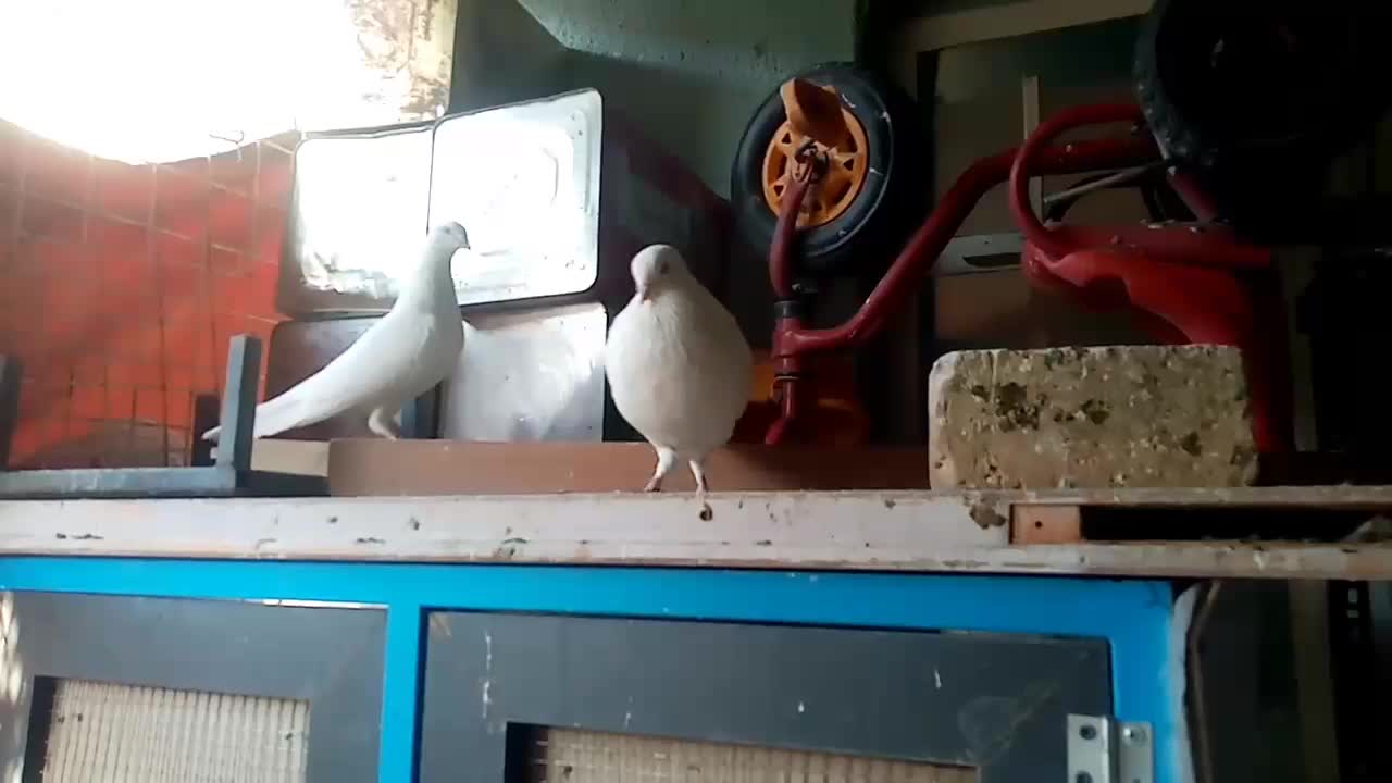 یک جفت سفید بمبویی|پرنده|شیراز, شیخ علی چوپان|دیوار