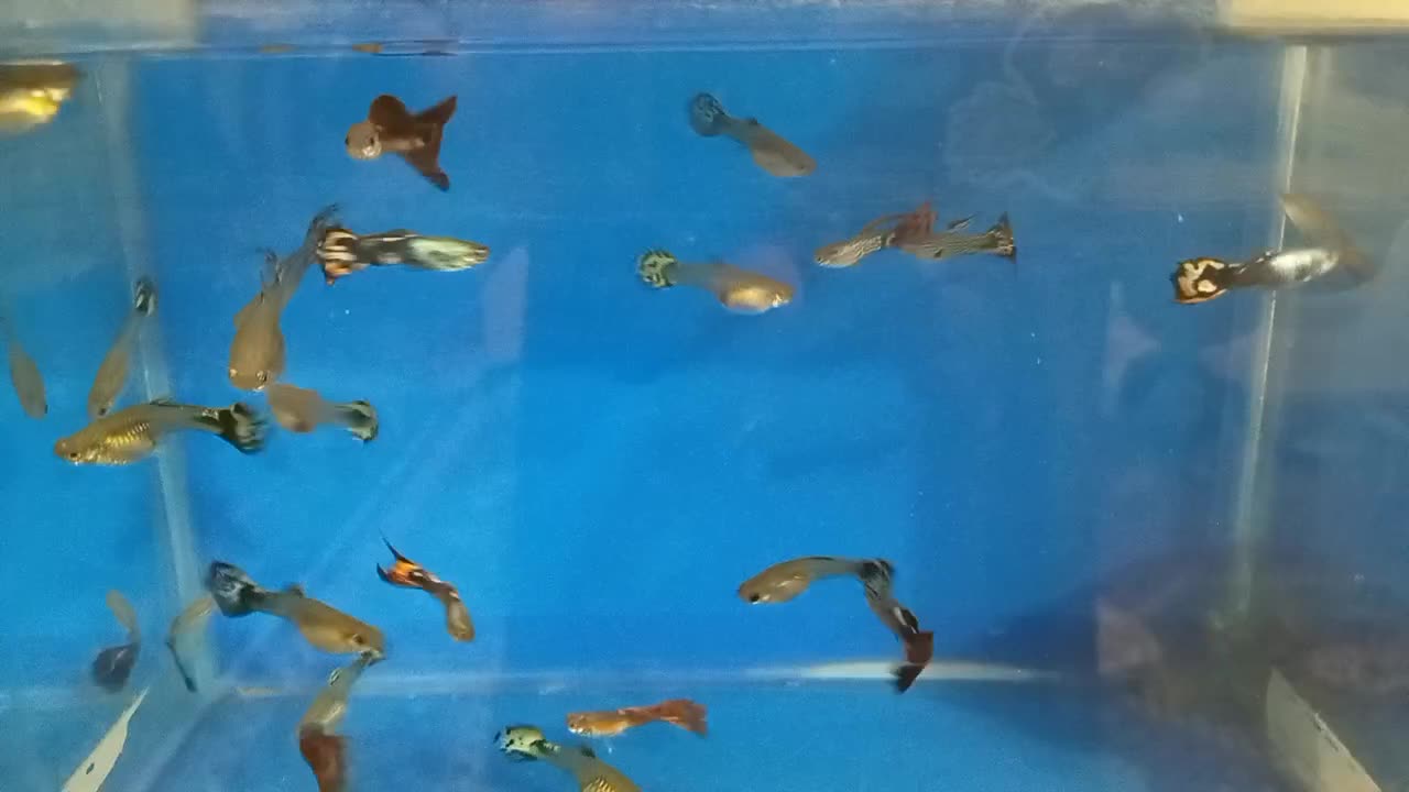 ماهی گوپی درجه یک کمیاب|ماهی|زنجان, |دیوار