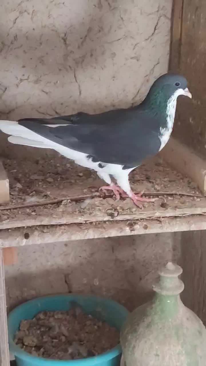 شهری خوشرنگ گل سرخ|پرنده|لامرد, |دیوار