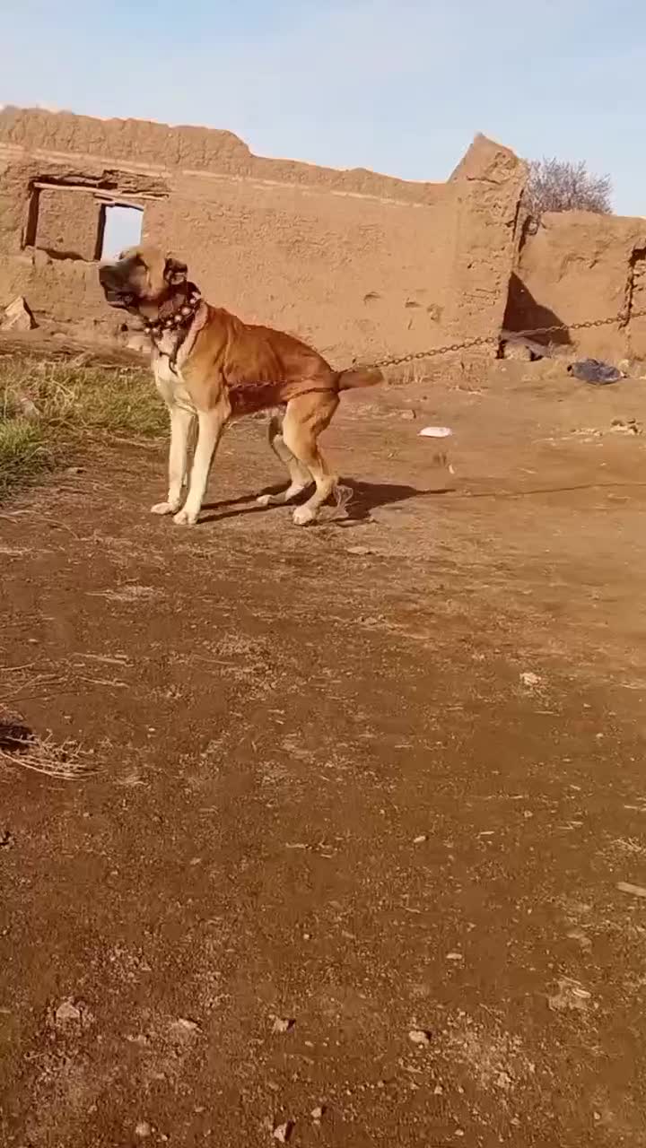 سگگ|سگ|فاروج, |دیوار