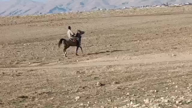 اسب|اسب و تجهیزات اسب‌سواری|سوری, |دیوار