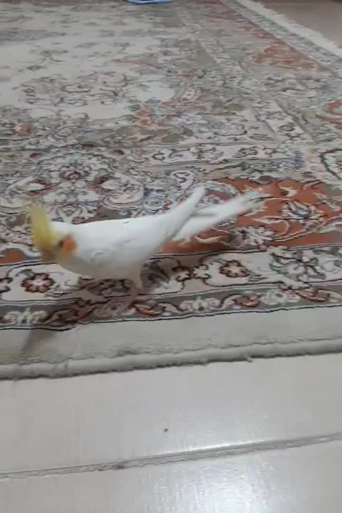 عروس هلندی|پرنده|اهواز, یوسفی|دیوار