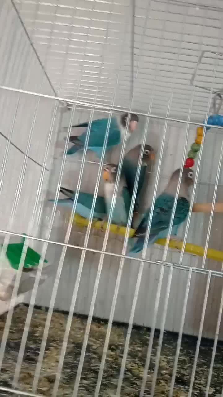 کوتوله|پرنده|نجف‌آباد, ولیعصر|دیوار