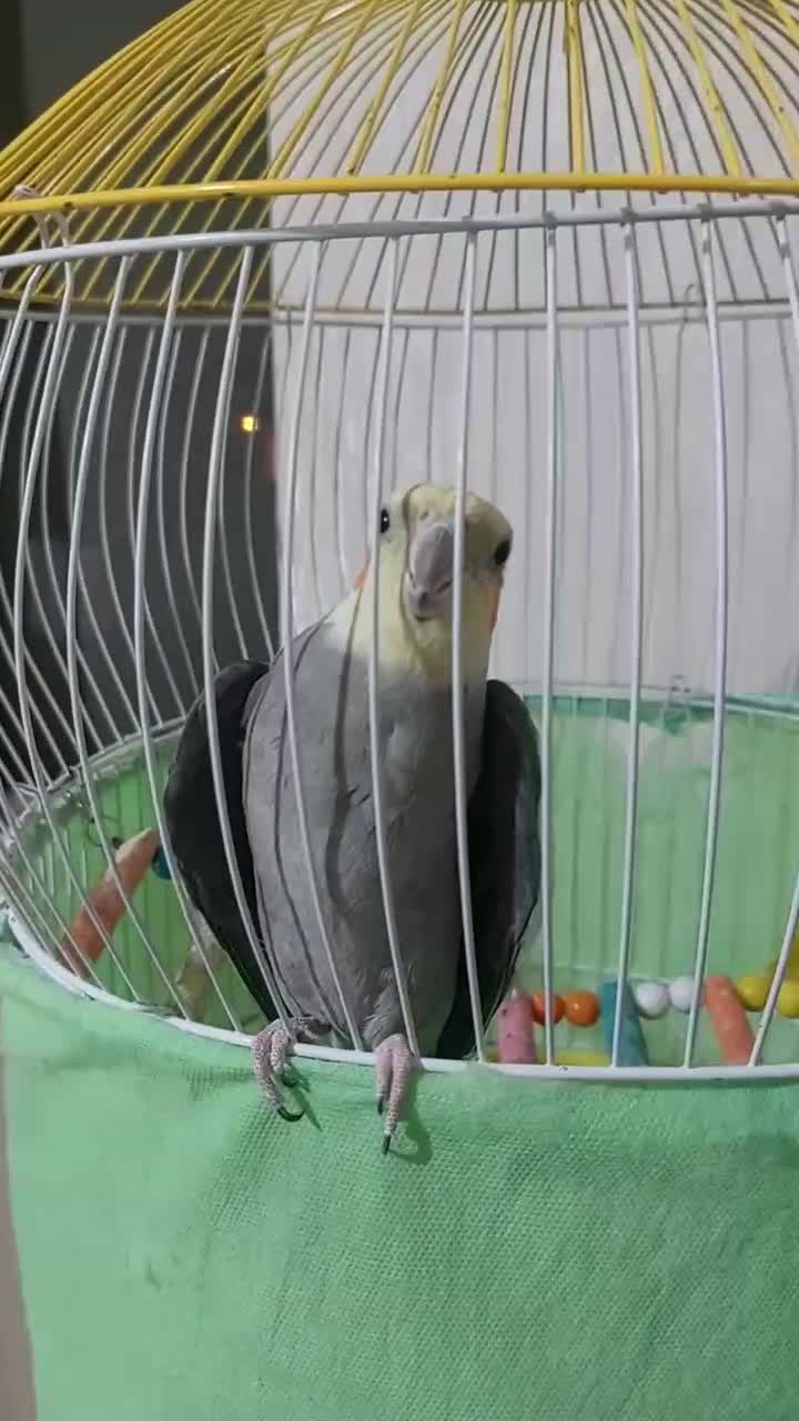 عروس هلندی نر سخن گو|پرنده|تالش, هشتپر|دیوار