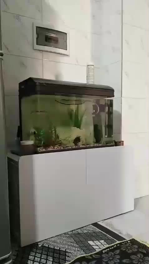 آکواریوم ماهیران|ماهی|محمدشهر, ولدآباد|دیوار