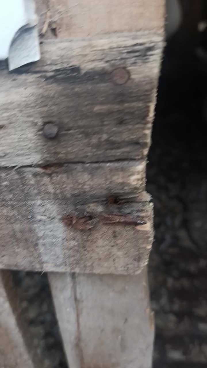 دو جفت کبوتر دم طاووسی سفید|پرنده|رشت, توشیبا|دیوار