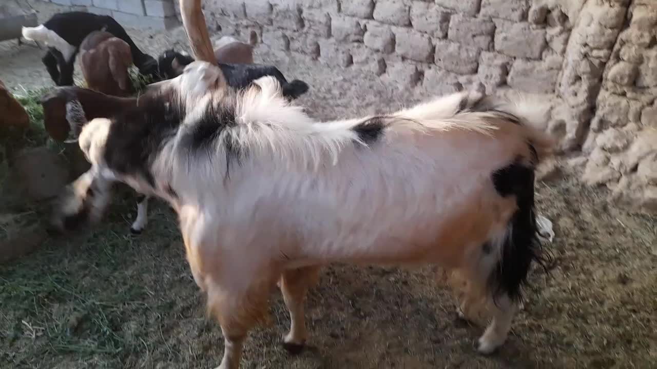 بزنر|حیوانات مزرعه|زاهدان, |دیوار