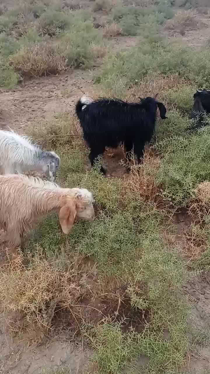 حیوانات مزرعه بز. چنبیش|حیوانات مزرعه|کارون, |دیوار