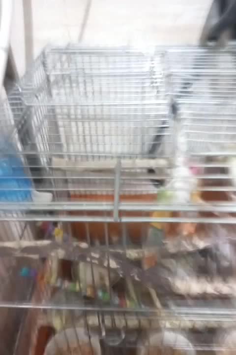 فروش ۹ عدد عروس هلندی|پرنده|شاهینشهر, شهرک ردانی پور|دیوار