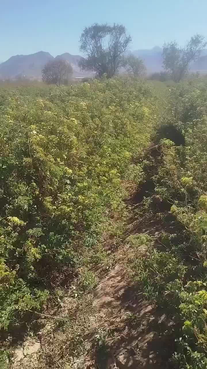 نهال گلمحمدی|خدمات باغبانی و درختکاری|شازند, |دیوار