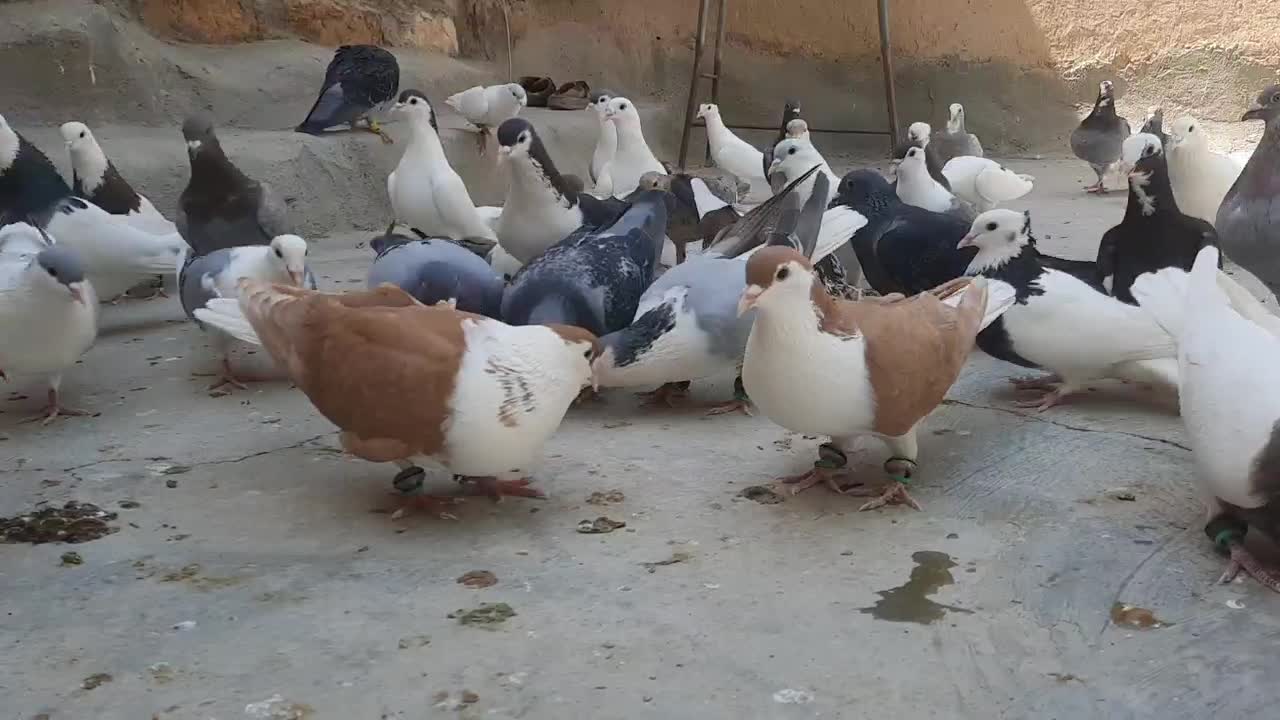 کفتر|پرنده|رضویه, |دیوار