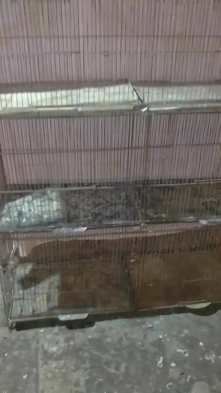 قفس جوجه پرون|لوازم جانبی حیوانات|بندرعباس, |دیوار