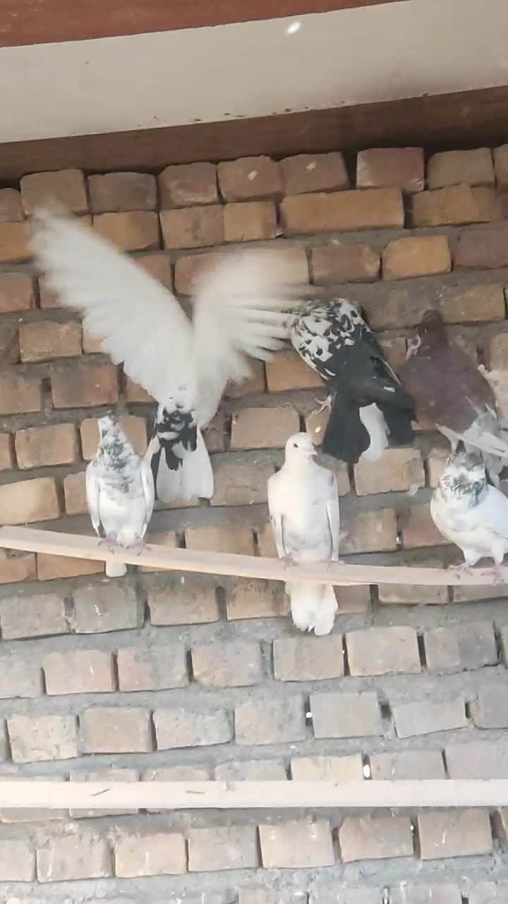 همه پرشی|پرنده|اردکان, |دیوار