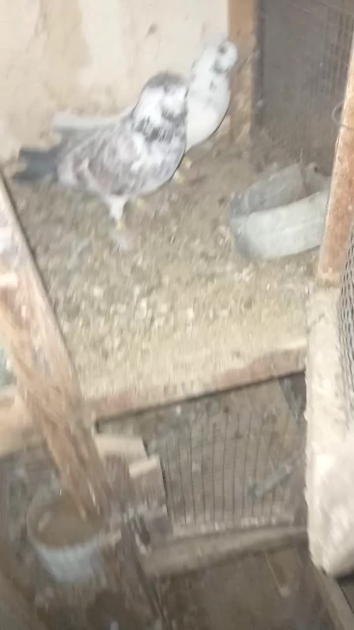 گلی سرورتهرانی پیچ بازی|پرنده|شیراز, کوشک میدان|دیوار