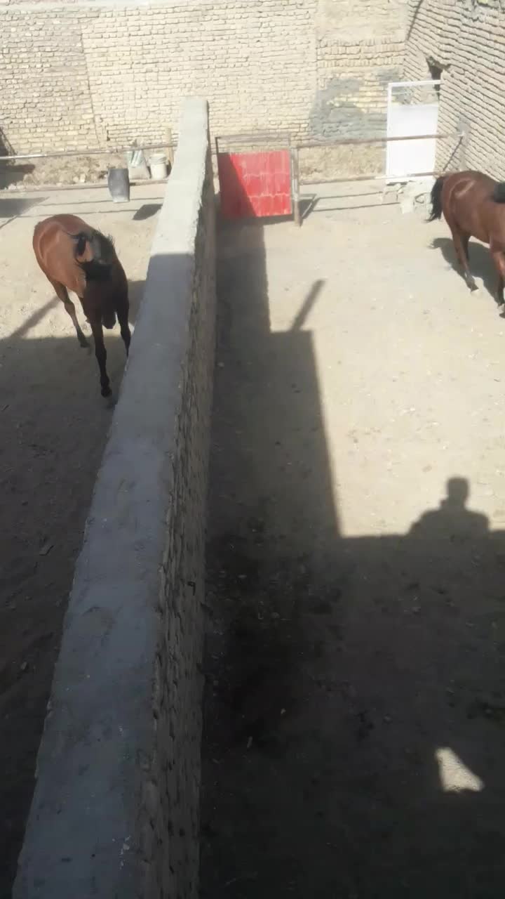 پانسیون اسب وتربیت اسب آموزش سوارکاری -نعلبندی|اسب و تجهیزات اسب‌سواری|مشهد, چهاربرج|دیوار