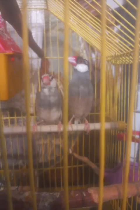 پرنده فنج نرگسی نر و ماده|پرنده|تبریز, |دیوار