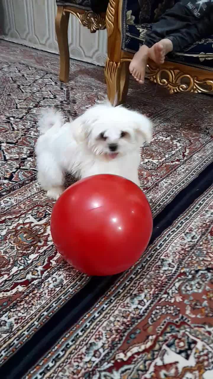 شیتزومالتیز عروسکی ۳ماهه نر|سگ|خرمآباد, |دیوار