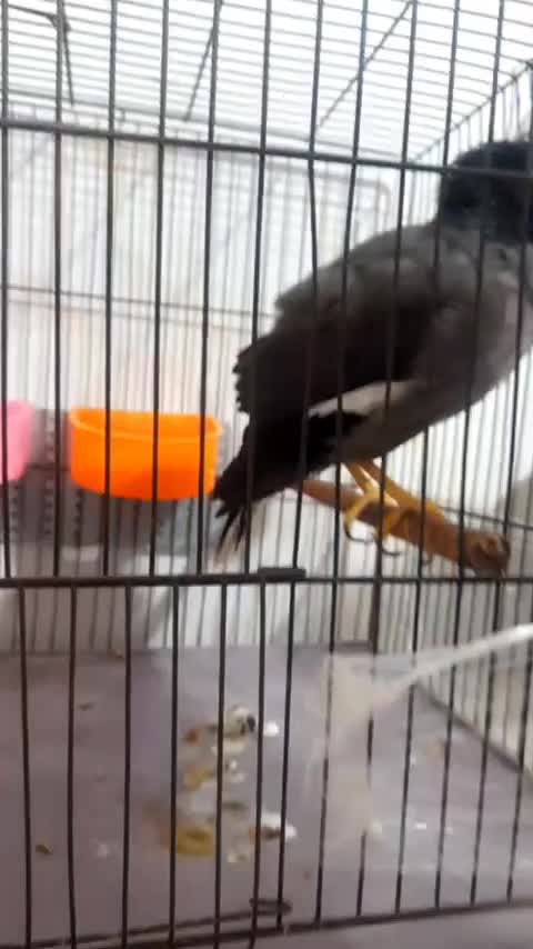 فروش مرغ مینا سخن گو|پرنده|باقرشهر, |دیوار