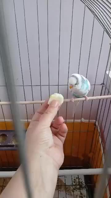 مرغعشق.سالموسرحال.کاملااهلی|پرنده|اردبیل, |دیوار