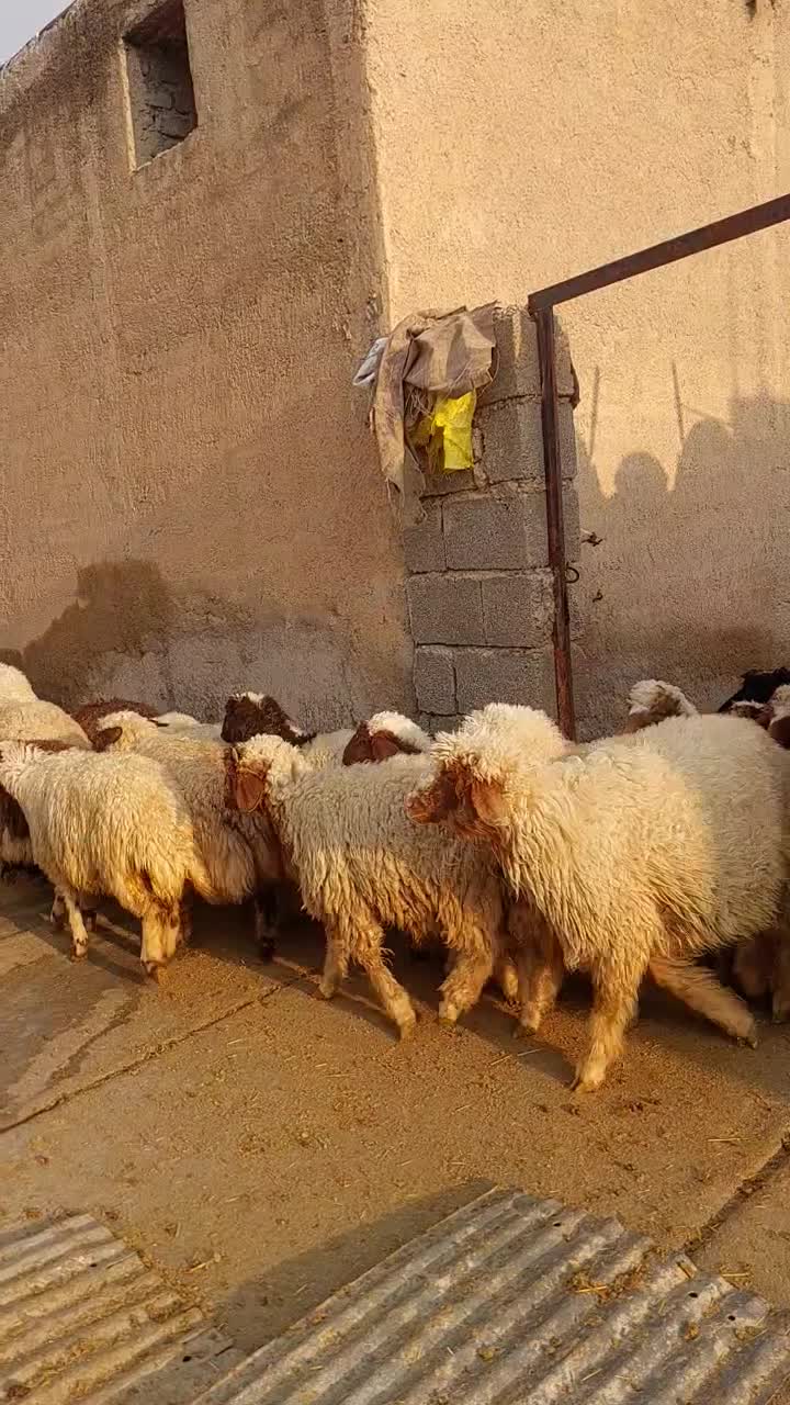 ۹۶راس بره صادراتی|حیوانات مزرعه|آبدانان, |دیوار