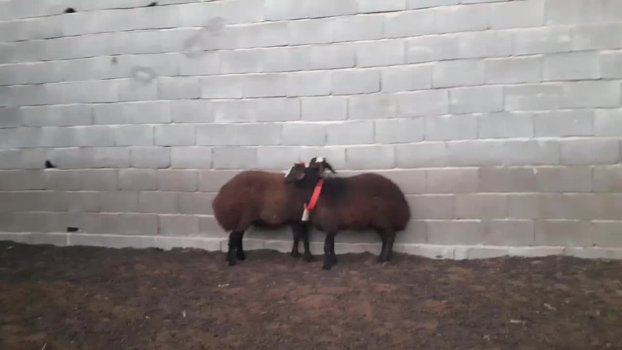 قوچ،بره ماده،میش،بز|حیوانات مزرعه|مبارکه, |دیوار