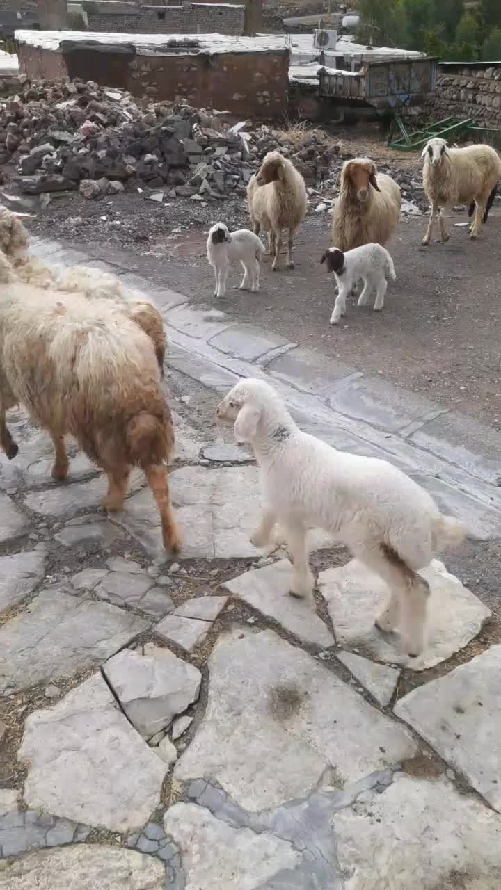 میش بره ۵عدد شک|حیوانات مزرعه|دره شهر, |دیوار