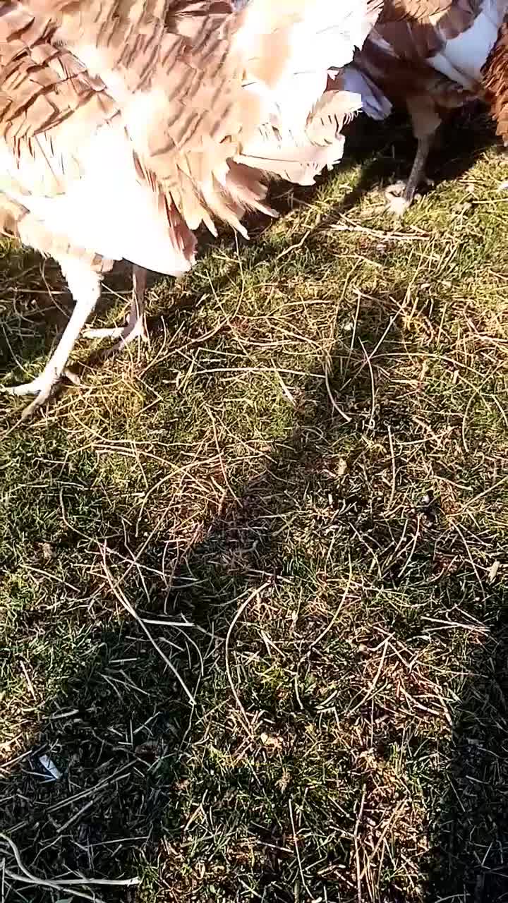 بوقلمون محلی بوربن نر|حیوانات مزرعه|بانه, |دیوار