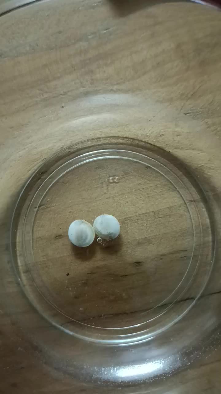 مهره با خواص|کلکسیون و سرگرمی|تربت‌حیدریه, شهرک ولیعصر|دیوار