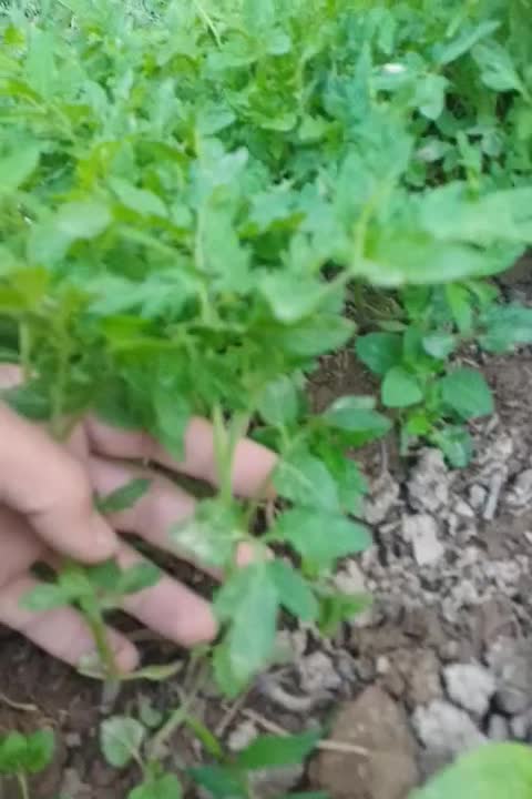 نهال گوجه|گل و گیاه طبیعی|اسفراین, |دیوار