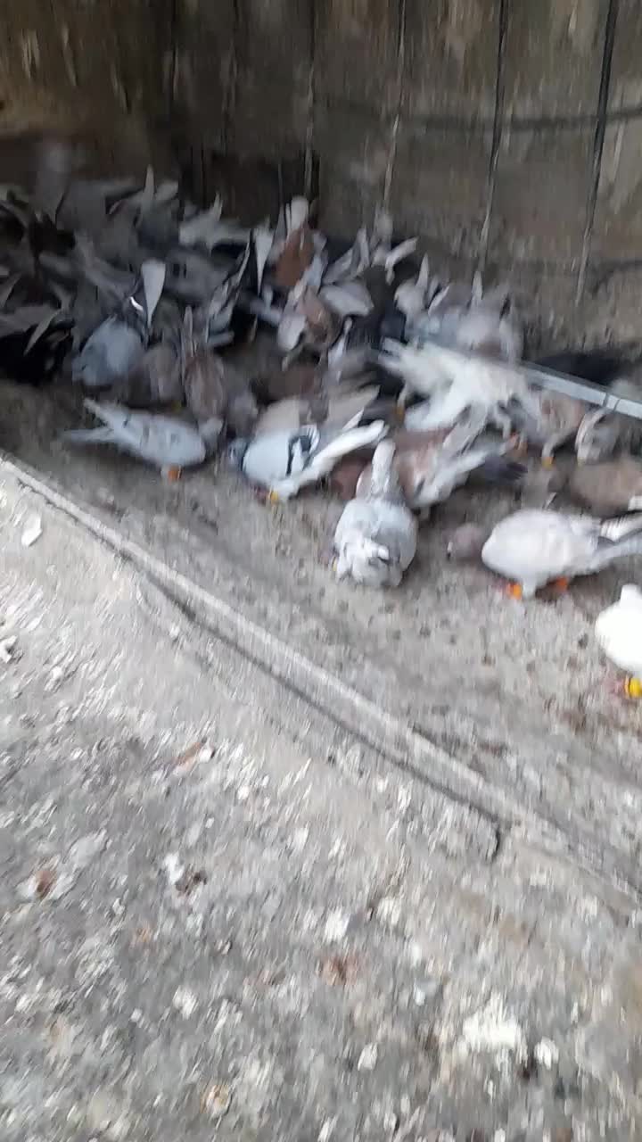 هفرنگ خطی|پرنده|اقبالیه, |دیوار