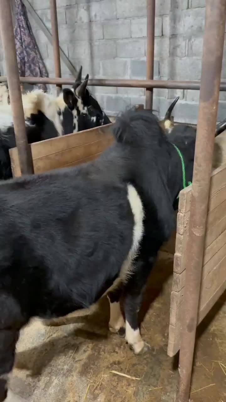 ۵ تا گاو حامله ۳ تا لیشه ۳تا ورزا کوله چالوسی مدیر|حیوانات مزرعه|کوچصفهان, |دیوار