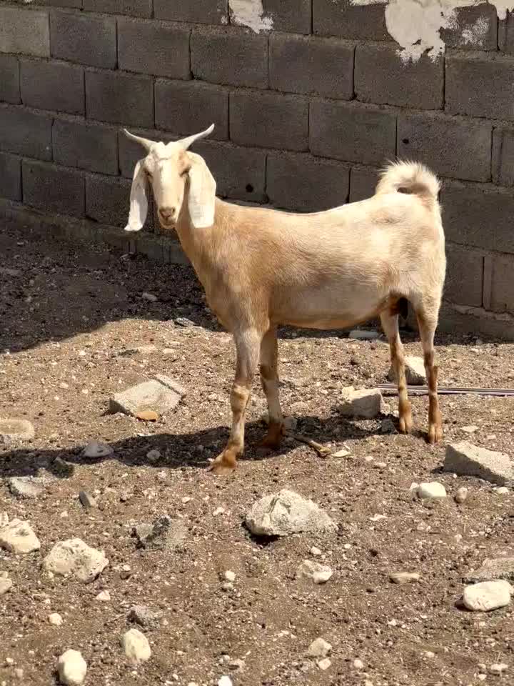 بز جوان|حیوانات مزرعه|بندر دیر, |دیوار