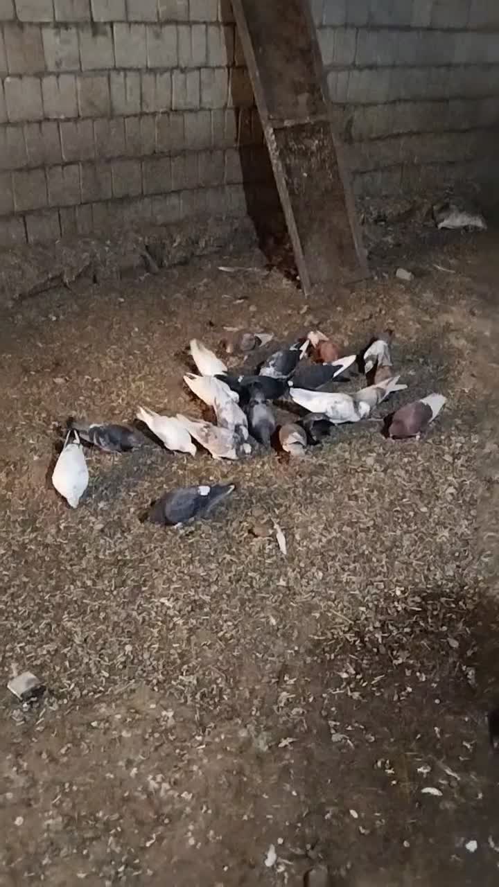 فروشی کفتر|پرنده|ایواوغلی, |دیوار